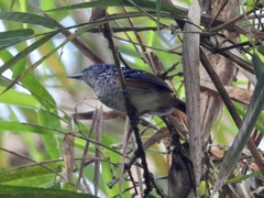 Hypocnemis peruviana