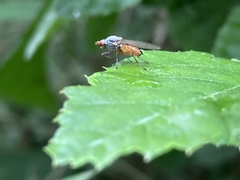 Tephrochlamys flavipes