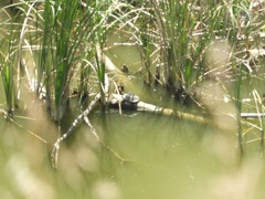 Mauremys leprosa leprosa