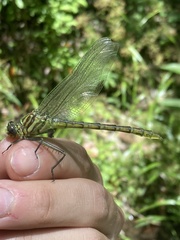 Dromogomphus armatus