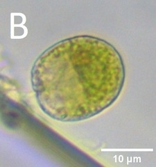 Tetraselmis