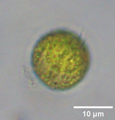 Tetraselmis