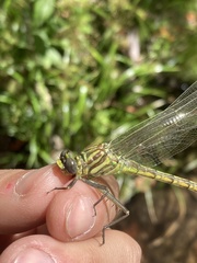 Dromogomphus armatus