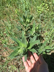 Lithospermum occidentale