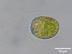 Tetraselmis