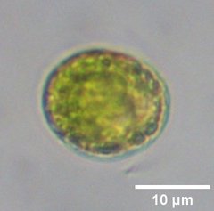 Tetraselmis