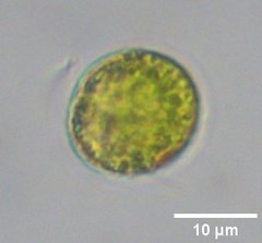 Tetraselmis