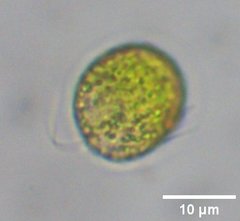 Tetraselmis