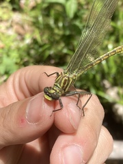 Dromogomphus armatus