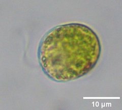Tetraselmis