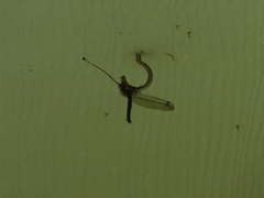 Ululodes macleayanus