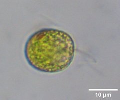 Tetraselmis