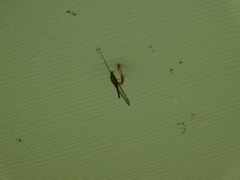 Ululodes macleayanus