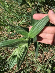 Lithospermum occidentale