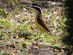 Pitangus sulphuratus