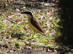 Pitangus sulphuratus