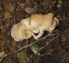 Clitocybe pleurotus