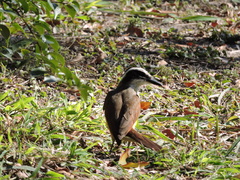 Pitangus sulphuratus