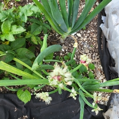 Allium proliferum