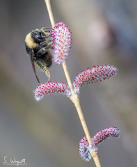 Bombus terricola image