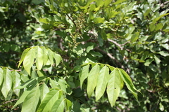 Philenoptera cyanescens image