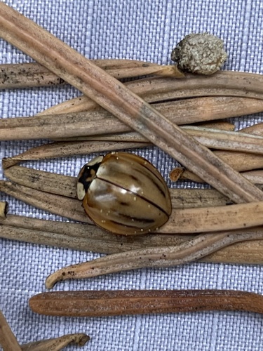 iNaturalist observation photo of Subvittate Lady Beetle