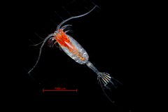 Paraeuchaeta elongata