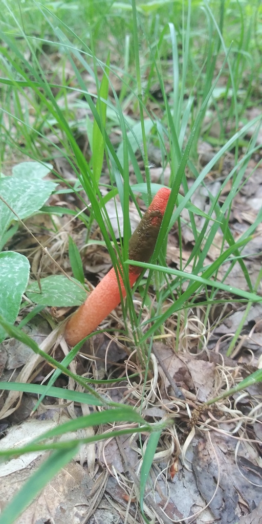 devil's dipstick in May 2022 by jim · iNaturalist