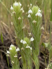 Castilleja tenuis