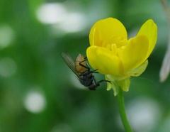 Thricops semicinereus