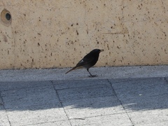 Phoenicurus ochruros