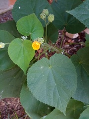 Abutilon grandifolium