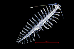 Tomopteris septentrionalis