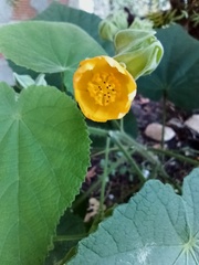Abutilon grandifolium