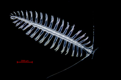 Tomopteris septentrionalis