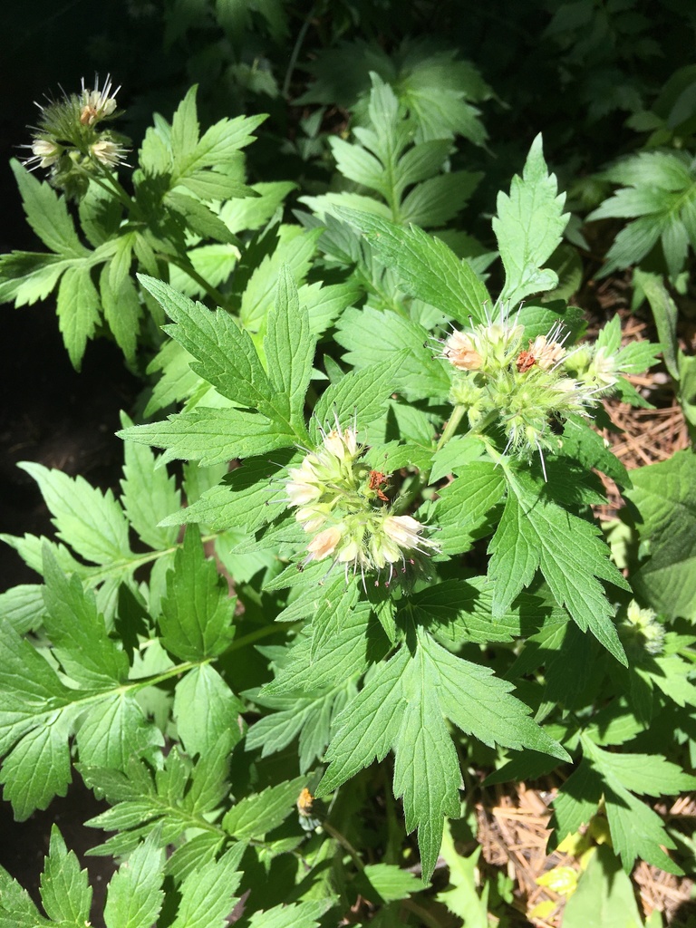 Fendler's Waterleaf from Boulder County, USCO, US on May 30, 2022 at