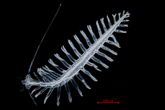 Tomopteris septentrionalis