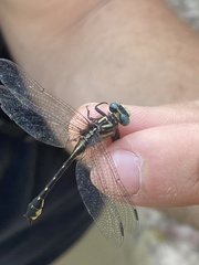 Hylogomphus geminatus