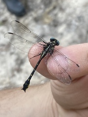 Hylogomphus geminatus