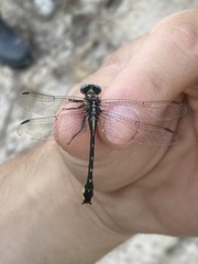 Hylogomphus geminatus