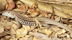 Aspidoscelis lineattissimus