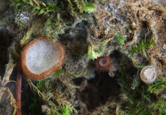 Hypomyces stephanomatis