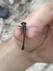 Hylogomphus geminatus