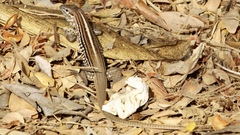 Aspidoscelis lineattissimus