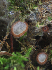 Hypomyces stephanomatis