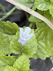 Clinopodium douglasii