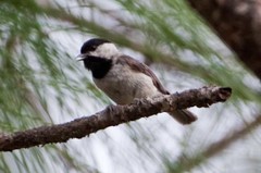 Poecile carolinensis image