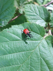 Apoderus coryli