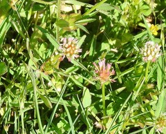 Trifolium strictum