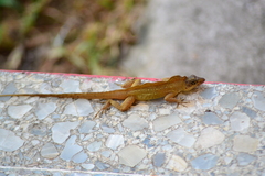 Anolis